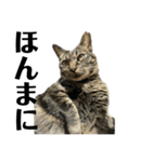 キジ猫ミミちゃん、まっしぐら（個別スタンプ：36）