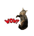 キジ猫ミミちゃん、まっしぐら（個別スタンプ：38）