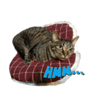 キジ猫ミミちゃん、まっしぐら（個別スタンプ：40）