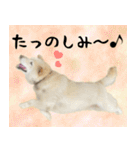 抑揚のない犬3（個別スタンプ：16）