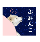 抑揚のない犬3（個別スタンプ：36）