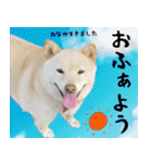 抑揚のない犬2（個別スタンプ：1）