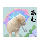 抑揚のない犬2（個別スタンプ：13）