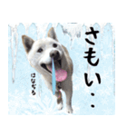 抑揚のない犬2（個別スタンプ：31）