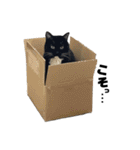 まつうら家あにまるず⑤（個別スタンプ：8）