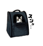 まつうら家あにまるず⑤（個別スタンプ：31）