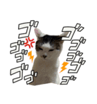 まつうら家あにまるず⑤（個別スタンプ：35）