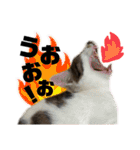 まつうら家あにまるず⑤（個別スタンプ：37）