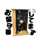 まつうら家あにまるず⑤（個別スタンプ：39）