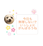 もちぞーのいる生活その2（個別スタンプ：12）