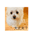 もちぞーのいる生活その2（個別スタンプ：13）