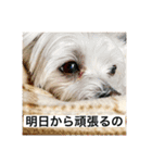 もちぞーのいる生活その2（個別スタンプ：15）