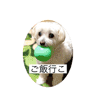 もちぞーのいる生活その2（個別スタンプ：20）