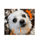 もちぞーのいる生活その2（個別スタンプ：30）