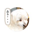 もちぞーのいる生活その2（個別スタンプ：34）