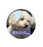 もちぞーのいる生活その2（個別スタンプ：36）
