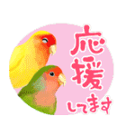 【ボタン＆コザクラインコ】動く！ペットたち（個別スタンプ：1）