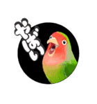 【ボタン＆コザクラインコ】動く！ペットたち（個別スタンプ：13）