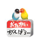 【ボタン＆コザクラインコ】動く！ペットたち（個別スタンプ：16）