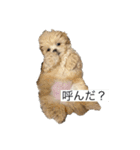 ムーチョスアミーゴ（個別スタンプ：3）