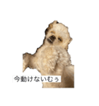 ムーチョスアミーゴ（個別スタンプ：9）