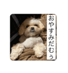 ムーチョスアミーゴ（個別スタンプ：12）