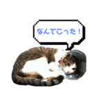 猫スタンプ はる君1（個別スタンプ：6）