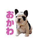 大吉つむはるスタンプ（個別スタンプ：20）