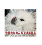モカラニアン8（個別スタンプ：5）