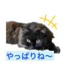 黒猫 ルナ院長72にゃんめ（個別スタンプ：2）