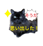 黒猫 ルナ院長72にゃんめ（個別スタンプ：5）