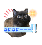 黒猫 ルナ院長72にゃんめ（個別スタンプ：6）