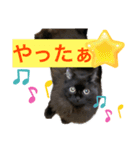 黒猫 ルナ院長72にゃんめ（個別スタンプ：7）