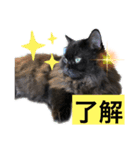 黒猫 ルナ院長72にゃんめ（個別スタンプ：8）