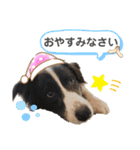 わんにゃんずふぁみりー（個別スタンプ：12）