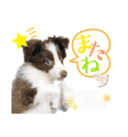 わんにゃんずふぁみりー（個別スタンプ：32）