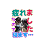 縦と横＆横と縦でまとめて会話スタンプ（個別スタンプ：11）