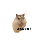 ゆきまるはむすたー（個別スタンプ：12）