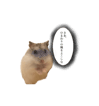ゆきまるはむすたー（個別スタンプ：25）