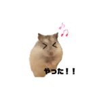 ゆきまるはむすたー（個別スタンプ：37）