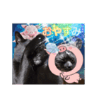 動く黒猫ハルくんとロビン4（個別スタンプ：4）