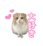 〝クリーム＆ホワイト〟のハチワレ猫さん（個別スタンプ：1）