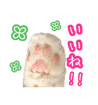 〝クリーム＆ホワイト〟のハチワレ猫さん（個別スタンプ：2）
