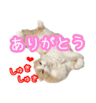 〝クリーム＆ホワイト〟のハチワレ猫さん（個別スタンプ：3）