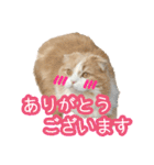 〝クリーム＆ホワイト〟のハチワレ猫さん（個別スタンプ：4）