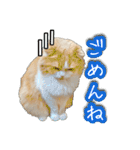 〝クリーム＆ホワイト〟のハチワレ猫さん（個別スタンプ：5）