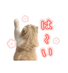 〝クリーム＆ホワイト〟のハチワレ猫さん（個別スタンプ：6）