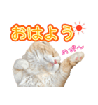 〝クリーム＆ホワイト〟のハチワレ猫さん（個別スタンプ：10）