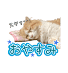 〝クリーム＆ホワイト〟のハチワレ猫さん（個別スタンプ：11）