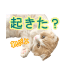 〝クリーム＆ホワイト〟のハチワレ猫さん（個別スタンプ：12）